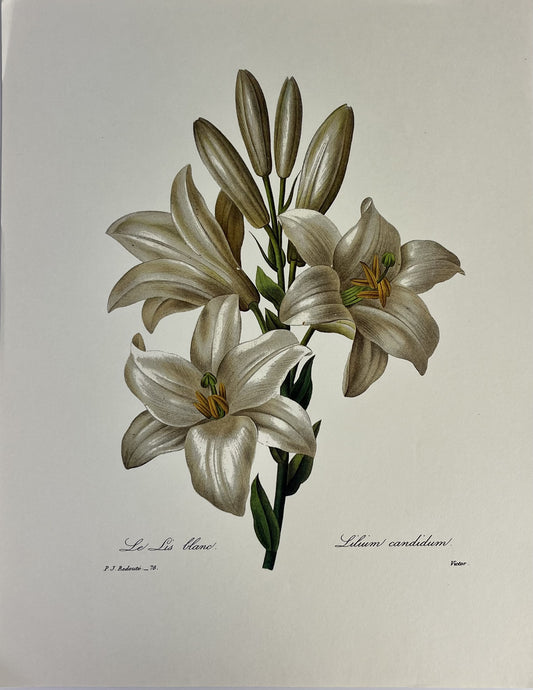 Le Lis blanc / Lilium candidum