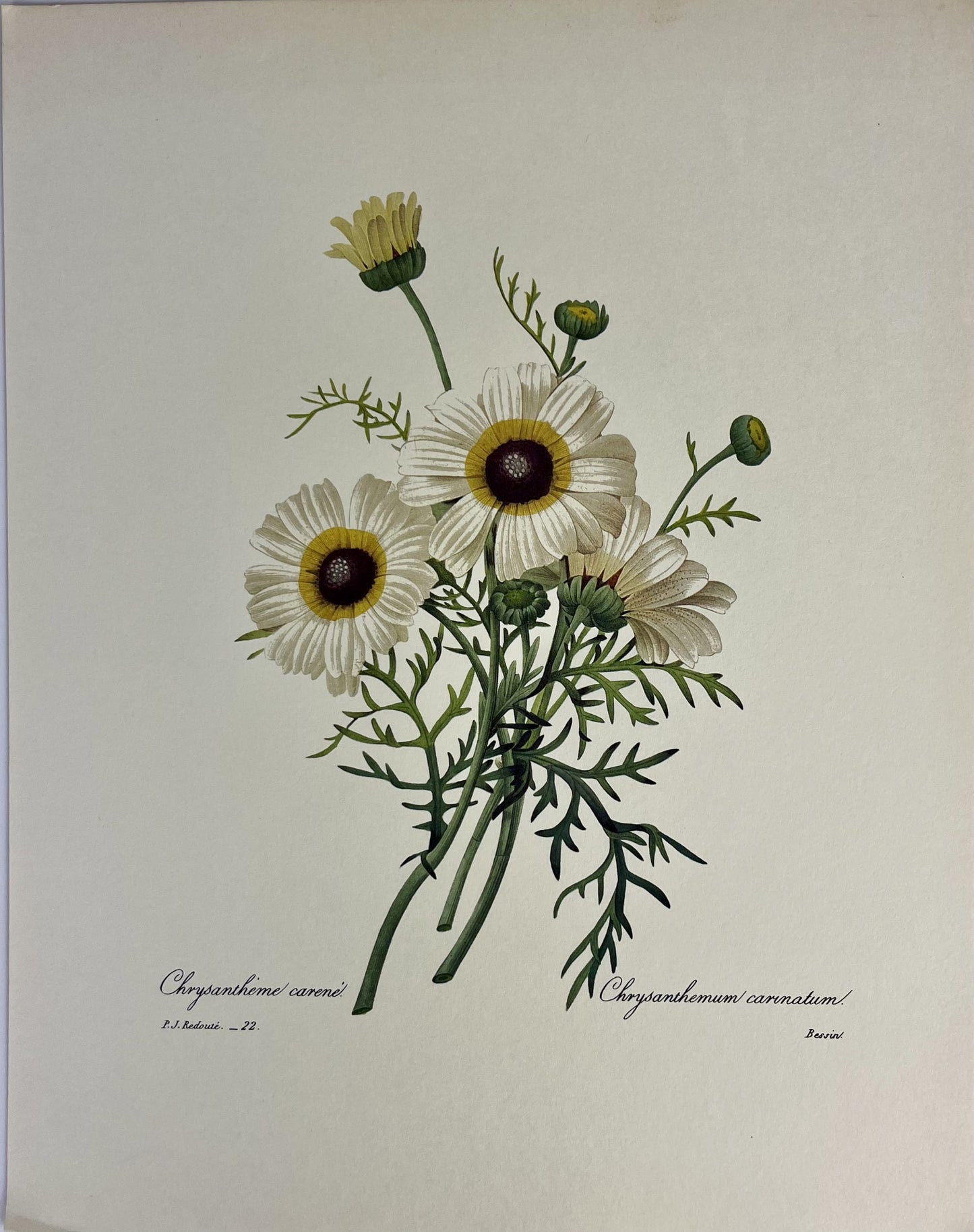 Chrysantheme Carene / Chrysanthemum carnatum
