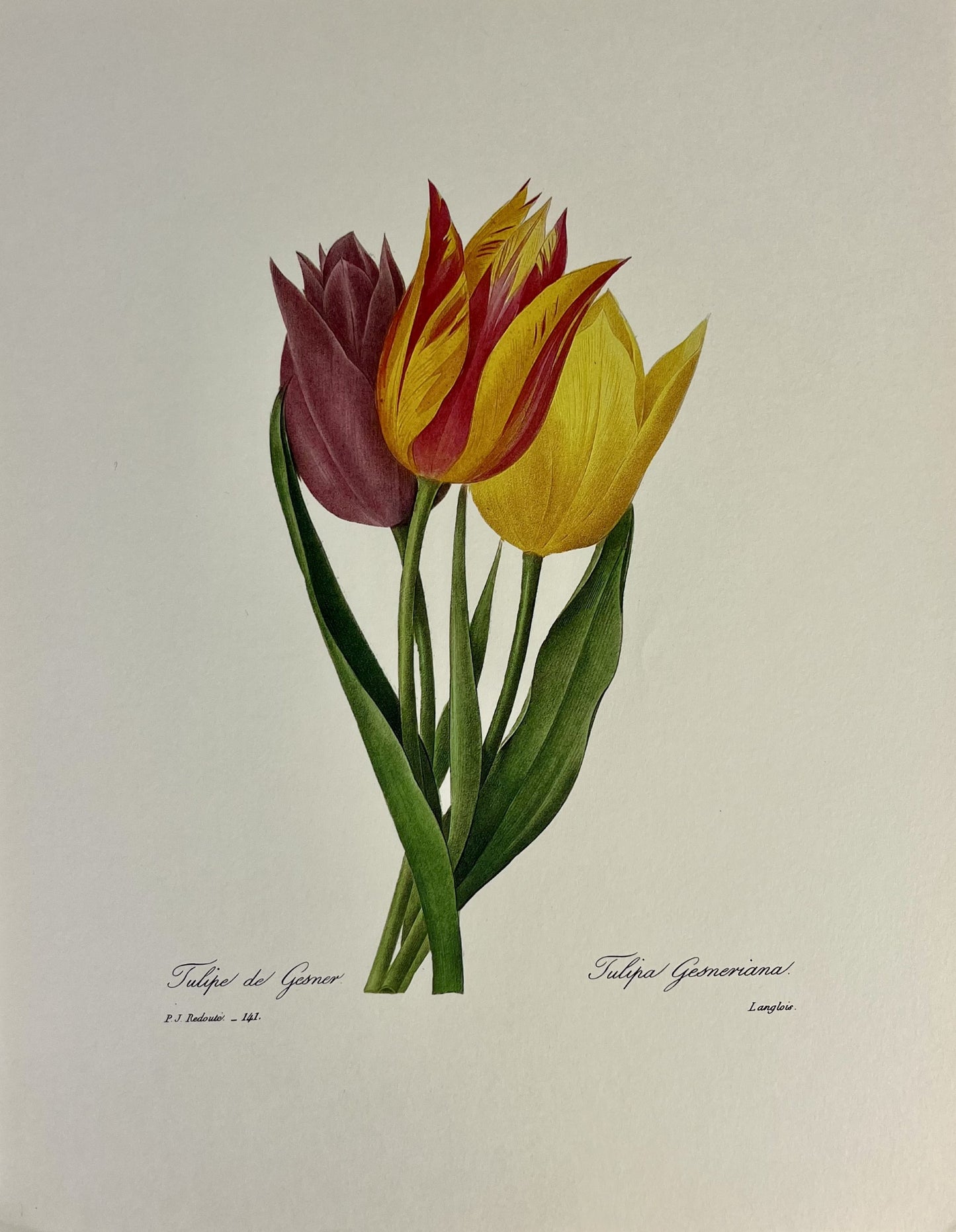 Tulipe de Gesner -  Tulipa Gesnerniana